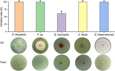 Brevibacillus brevis HNCS-1: a biocontrol bacterium against tea plant diseases